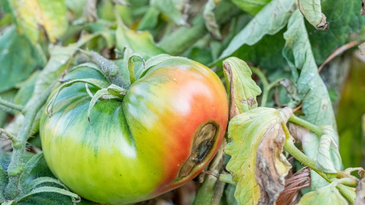Chelation: How Calcium Delivery Determines Results