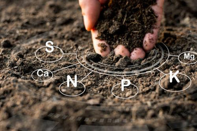 Rhizobacteria and Yield Improvement