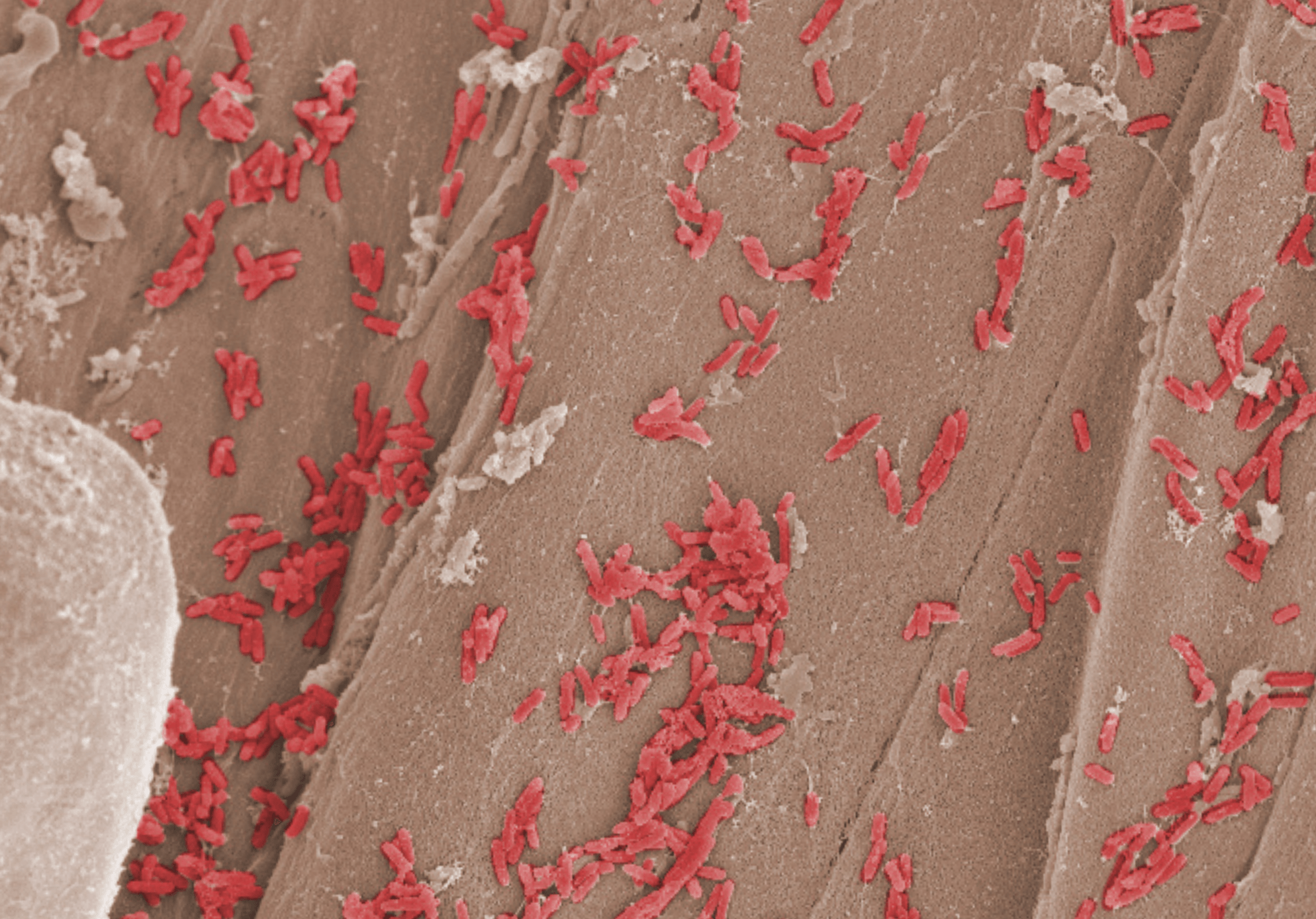 Living partnership: Bacillus and Trichoderma in greenhouse systems.