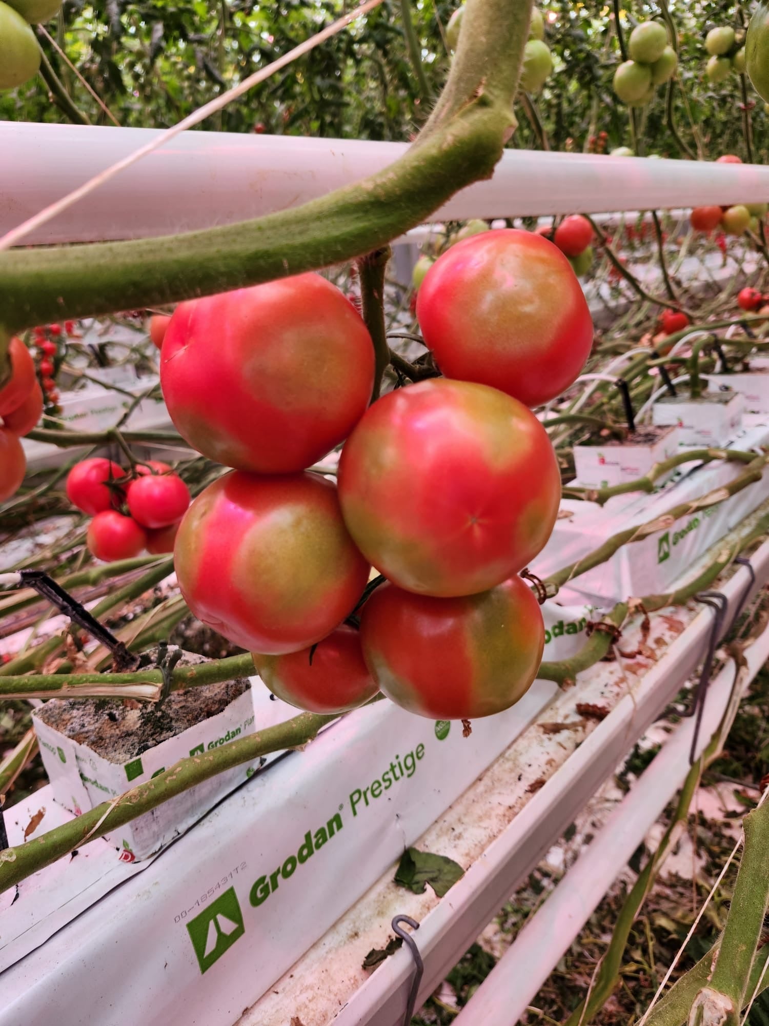 Blotchy Ripening in Tomatoes: What’s Really Going On & and How to Manage It
