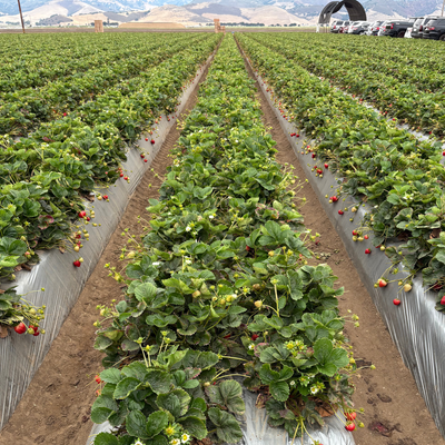 Strawberry Fields Forever: A field trip into the future of farming