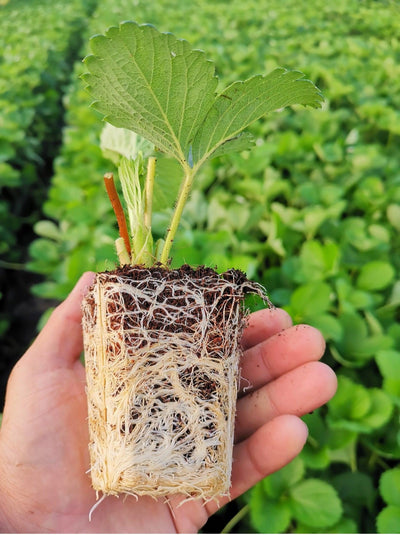 Plant exudates: The root of the matter.