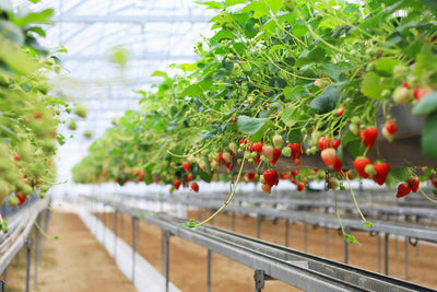 Preventing Resistant Pathogens/Pests: What We Growers Can Do